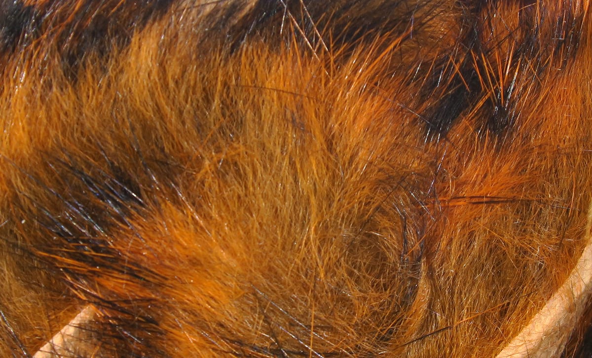 Burnt orange rabbit fur with black barred markings, soft natural fur strips for fly tying