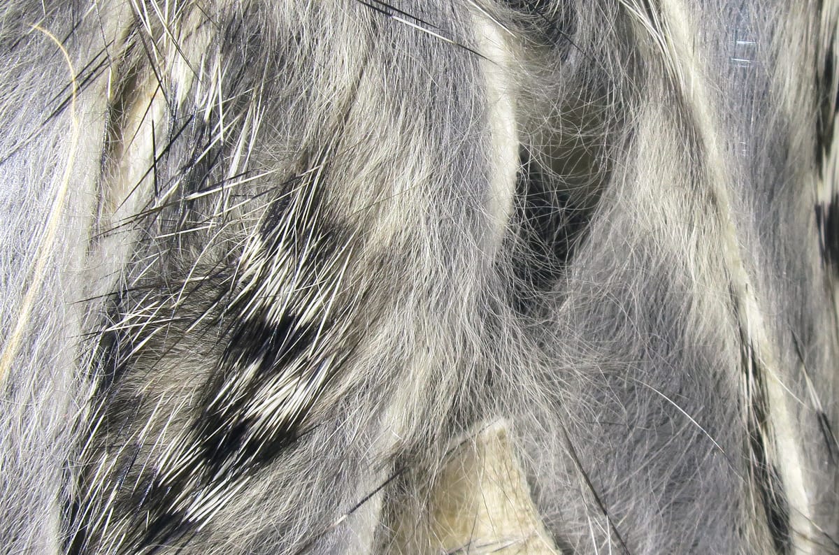 Black-barred rabbit fur strips, gray and white soft fur with bold black barring, ideal for fly tying