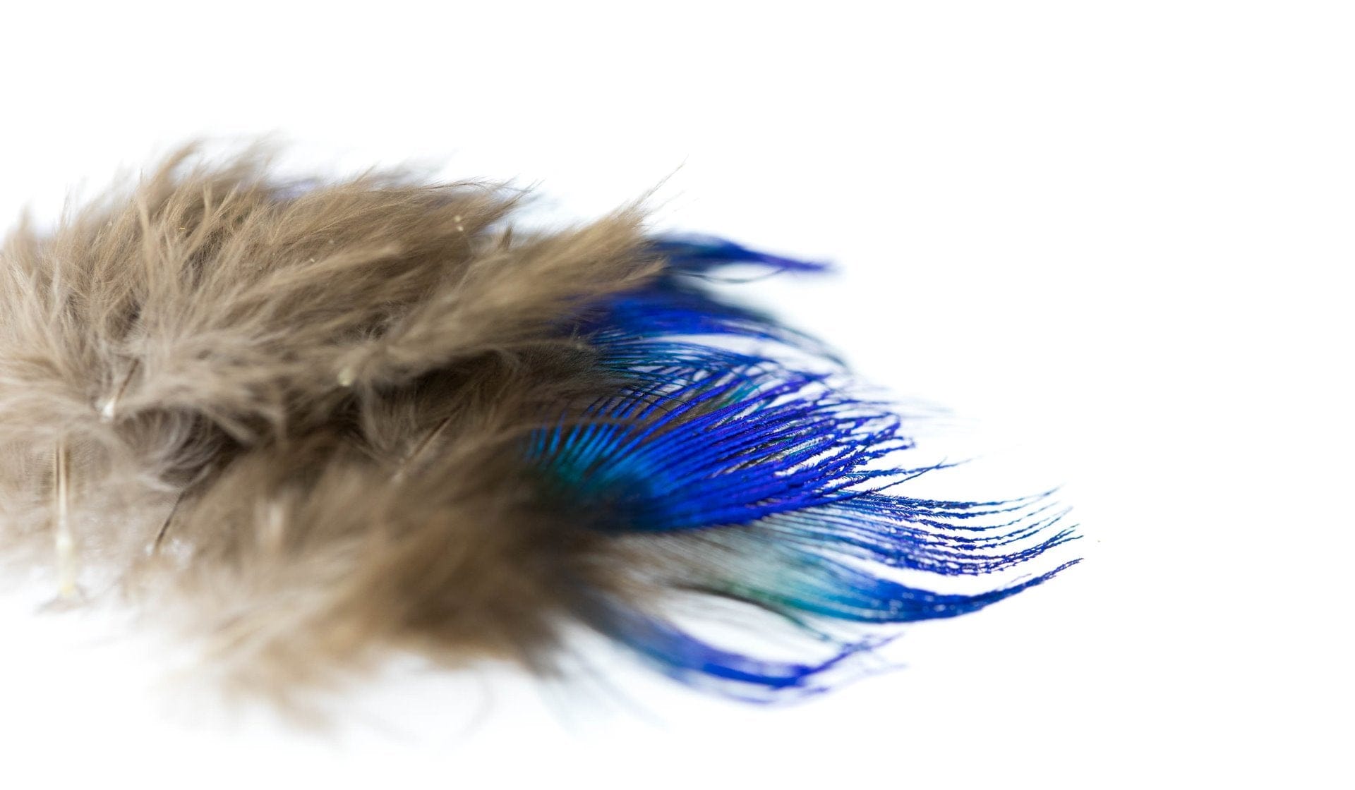 Hareline Blue Peacock Neck Feathers