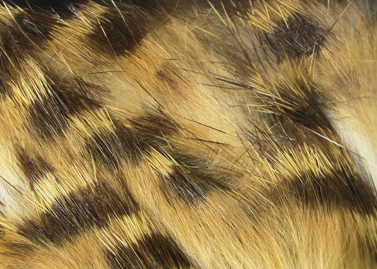 Brown barred rabbit fur strips with golden tan base and dark brown bars, long glossy guard hairs for fly tying