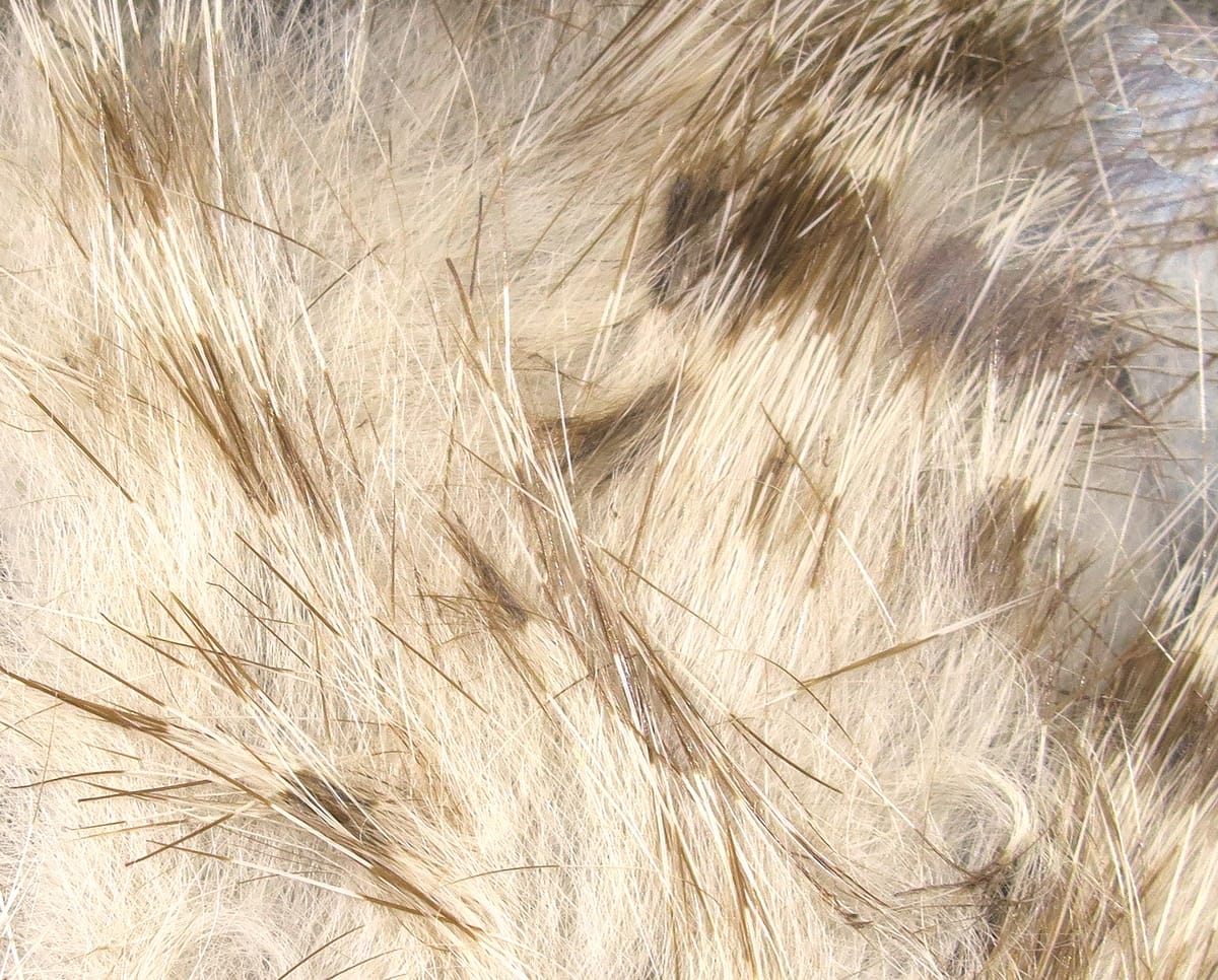 Pale brown barred rabbit fur strips with long darker guard hairs, soft textured material for fly tying