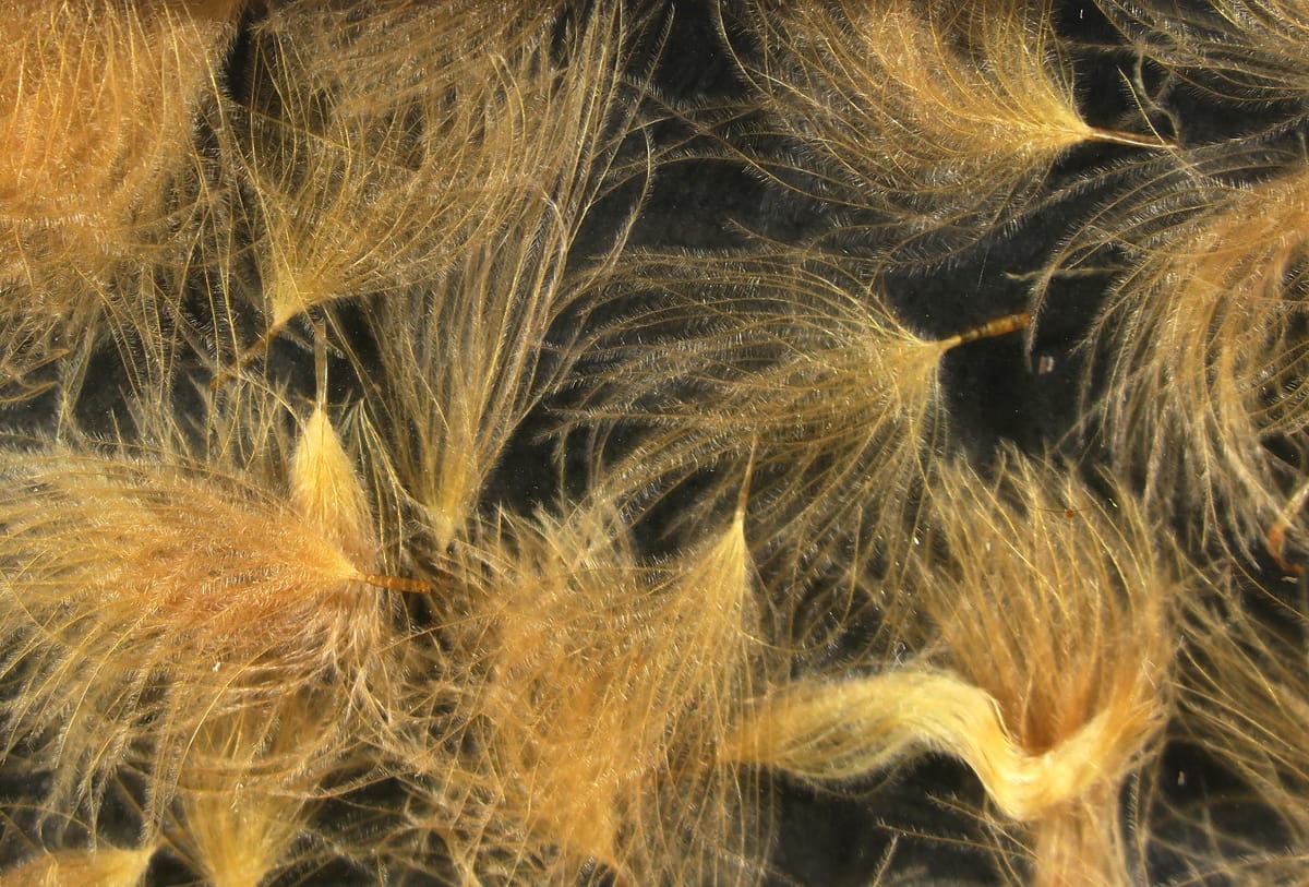 Golden tan CDC oiler puffs, soft wispy duck feather clusters with fine barbs for fly tying on dark background