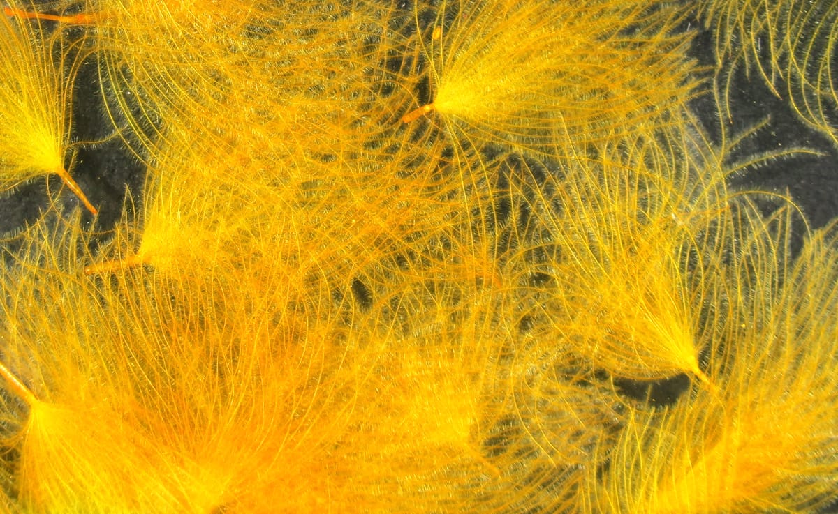 Bright yellow CDC oiler puffs, delicate translucent downy feathers with radiating barbs for fly tying