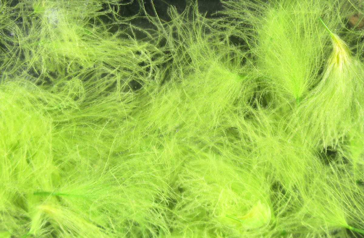 Hareline CDC oiler puffs bright chartreuse fluffy feathers for fly tying with soft downy wispy fibers