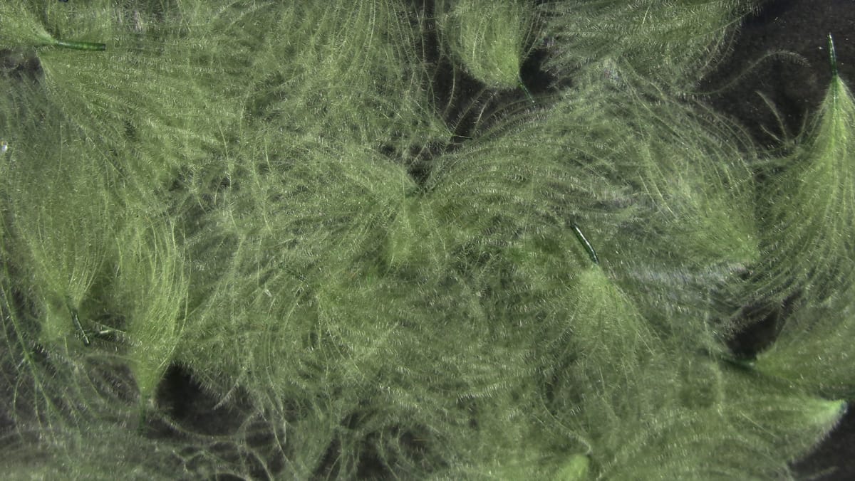Olive green Hareline CDC oiler puffs with soft downy CDC feathers clustered as fluffy fly tying puffs