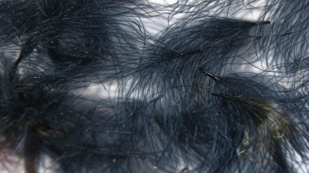 Dark charcoal-blue CDC oiler puffs with wispy downy barbs and short black quills, fly tying material