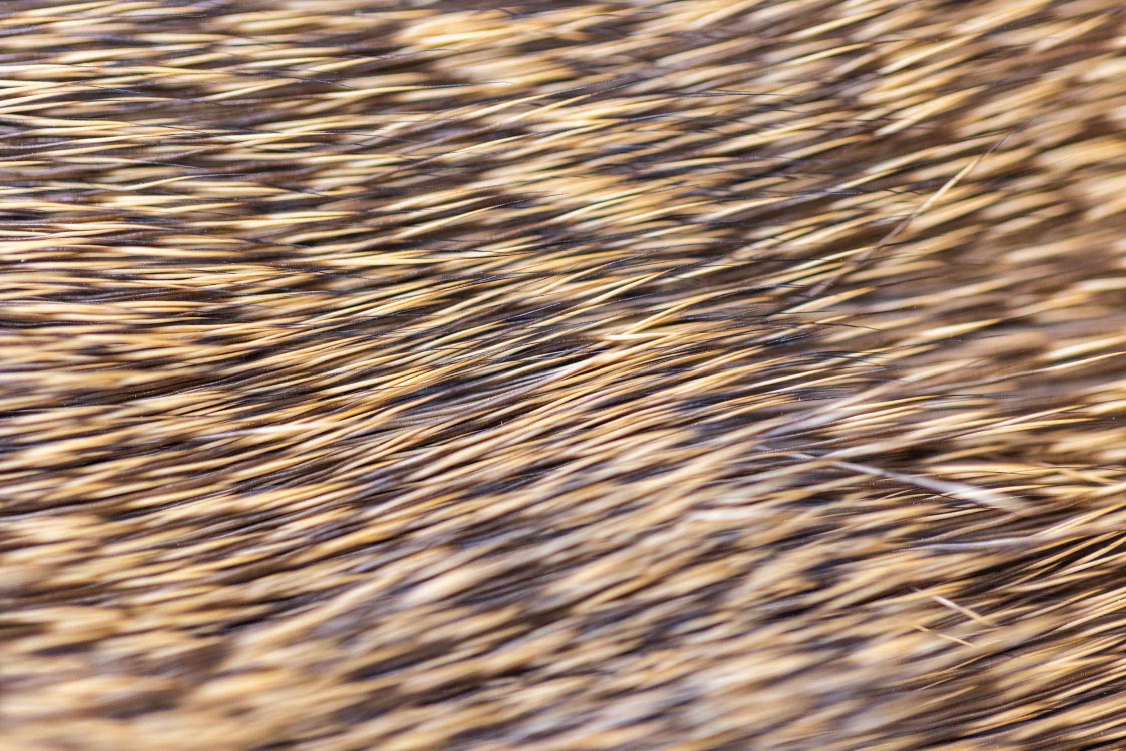 Hareline Coastal Blacktail Deer Body Hair