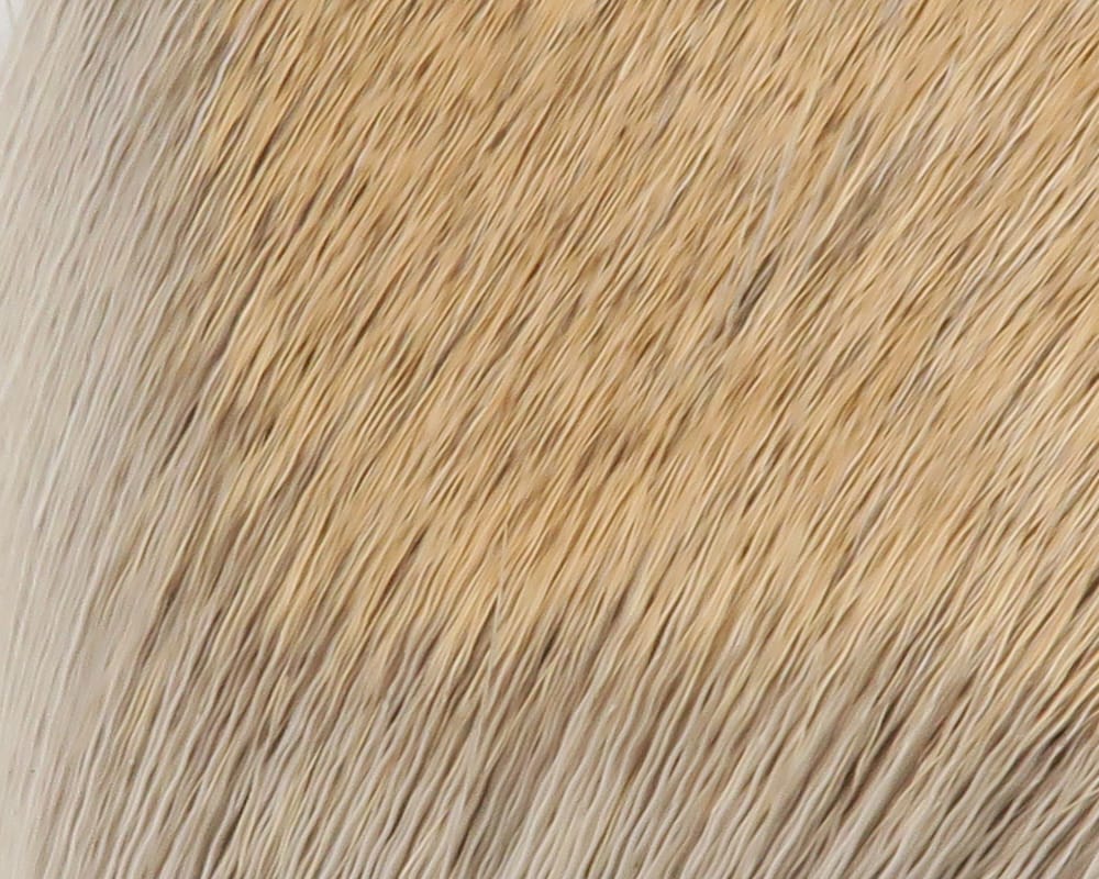 Coastal blacktail deer body hair, tan-to-cream fine fur with subtle darker tips, dense natural deer hair for fly tying