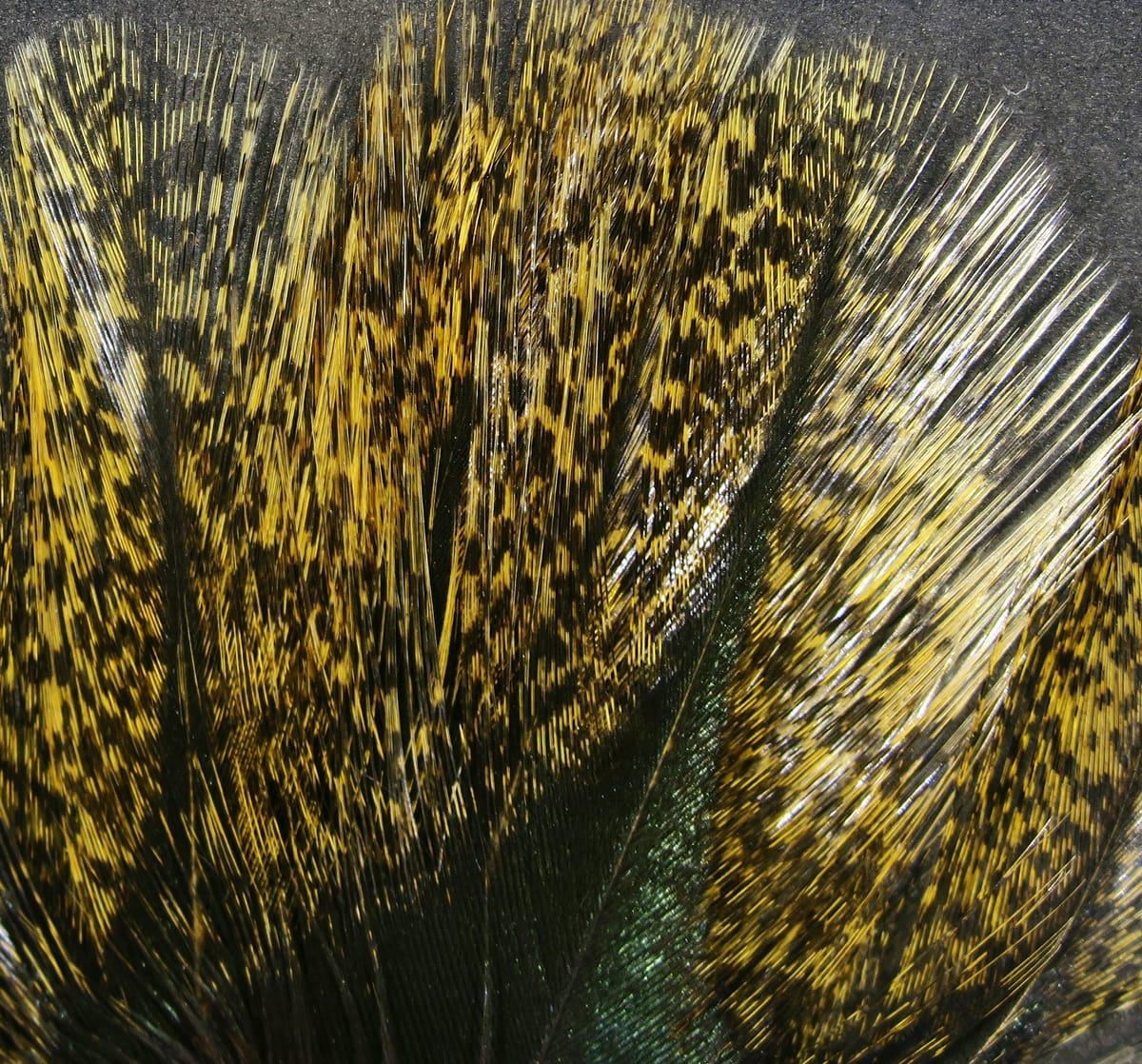 Hareline Coq de Leon hackle feathers yellow and black speckled with iridescent green base for fly tying