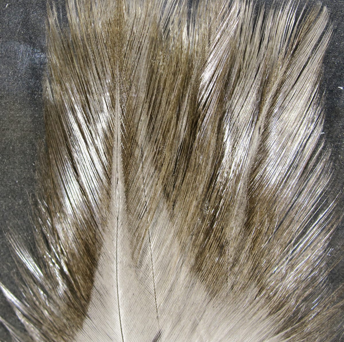 Coq de Leon feathers, Hareline: long glossy olive-brown feathers with silvery sheen and pale bases for fly tying