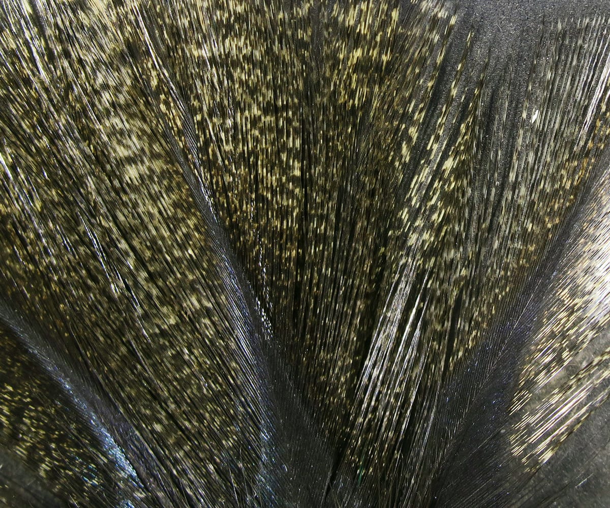 Hareline Coq de Leon hackle feathers, glossy dark olive-black with gold speckling, long narrow fly-tying feathers