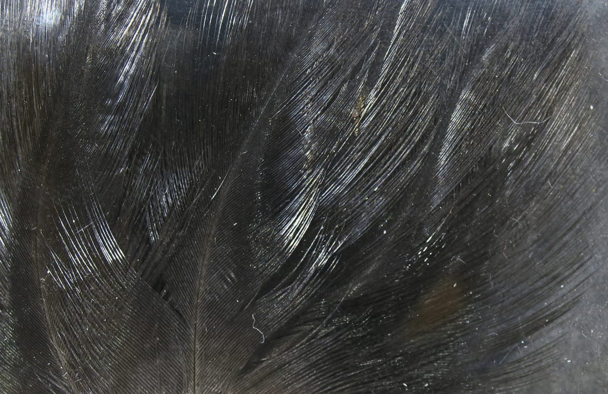 Hareline Coq de Leon black glossy rooster saddle feathers for fly tying with long fine barbs and iridescent sheen