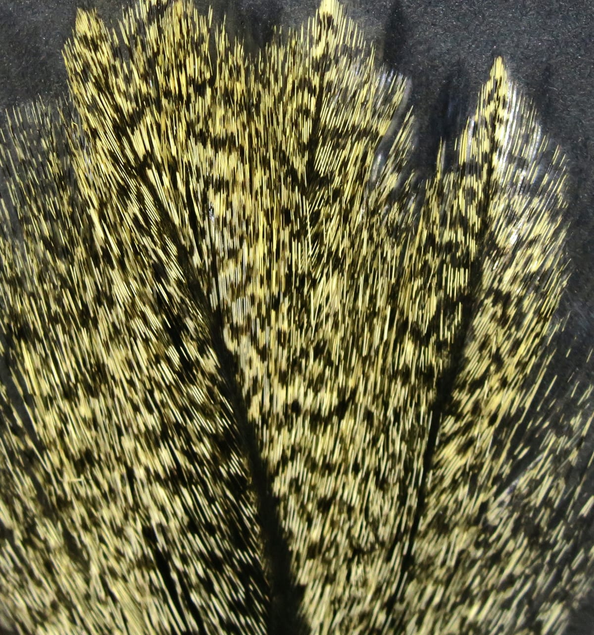 Grizzly yellow and black Coq de Leon rooster feathers for fly tying, narrow glossy hackles with speckled stripe pattern