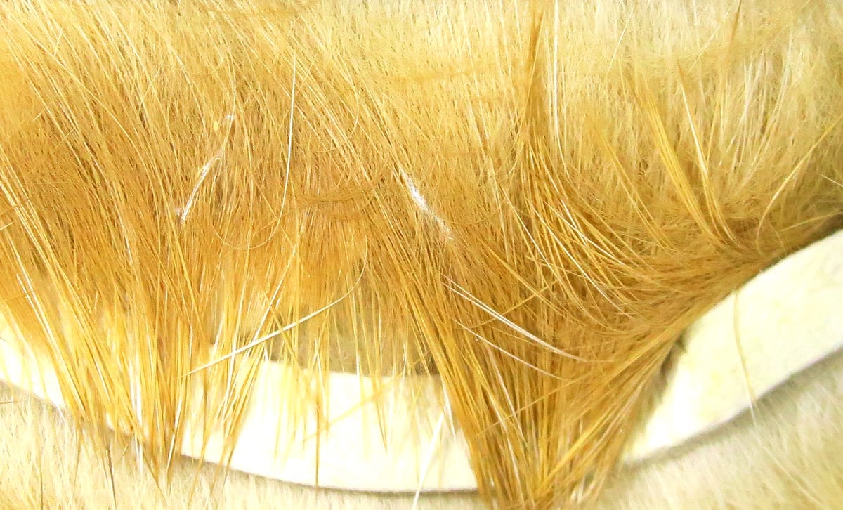 Golden tan crosscut rabbit fur strips with fine guard hairs and soft underfur for fly tying