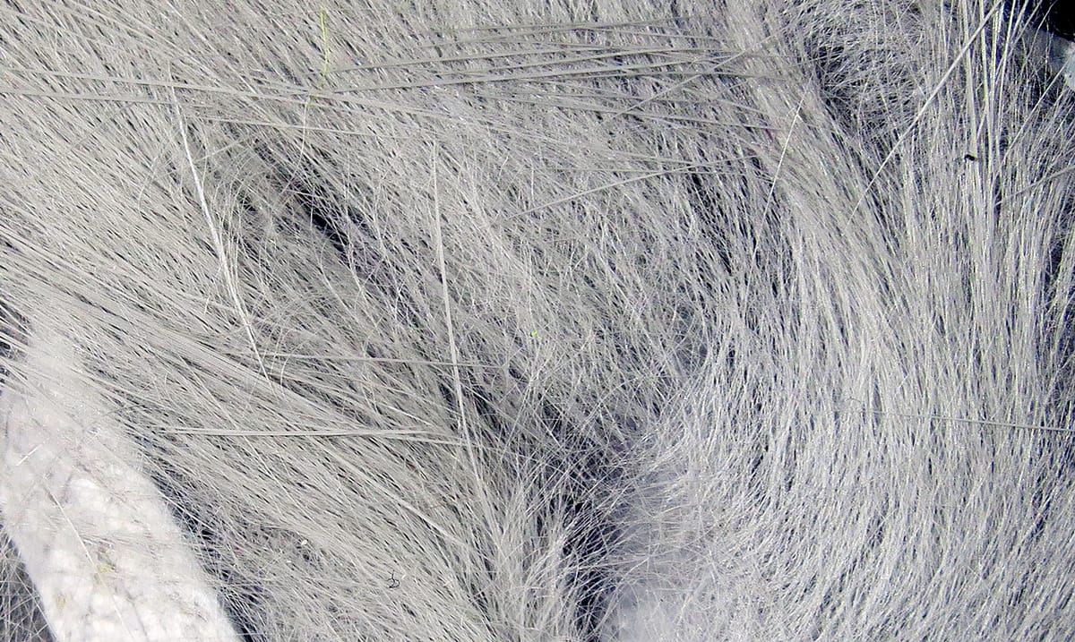 Light gray crosscut rabbit fur strips with fine guard hairs and soft underfur for fly tying, close-up texture.