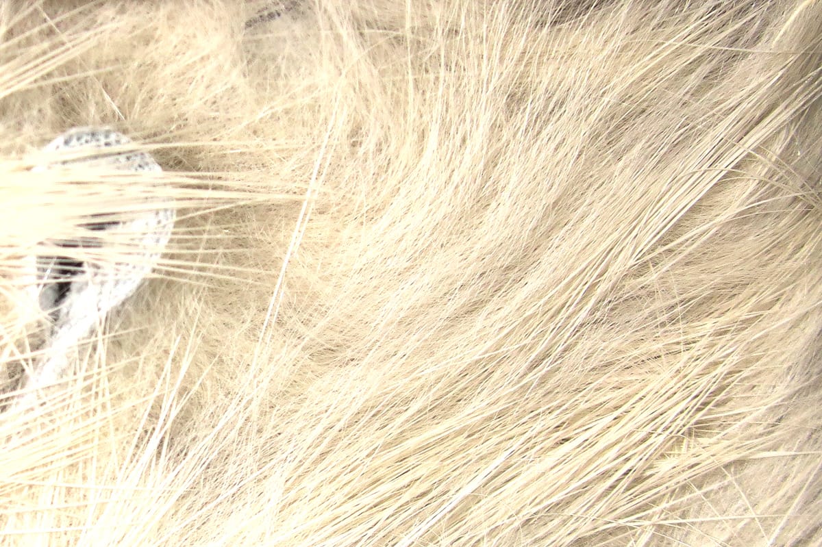 Close-up pale cream rabbit fur strips showing soft underfur and long guard hairs for fly tying and lure materials