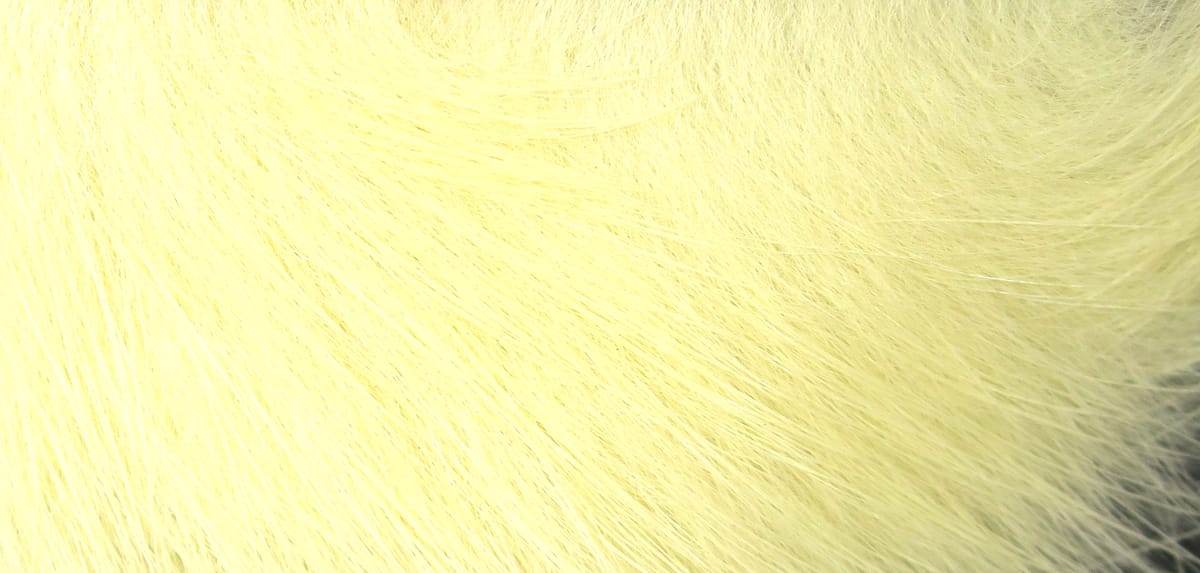 Hareline crosscut rabbit fur strips in pale chartreuse, soft dense rabbit fur for fly tying