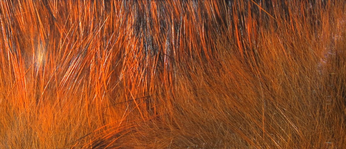 Hareline Crosscut rabbit fur strips in orange-brown with glossy guard hairs and dense soft underfur, ideal for fly tying.
