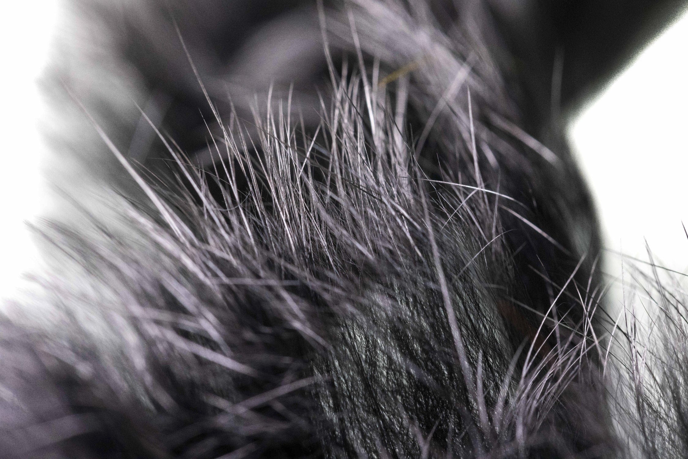 Hareline Crosscut Shimmer Rabbit Fur Strips