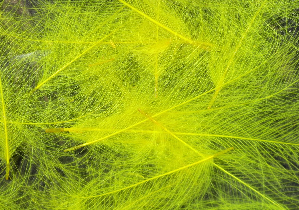 Chartreuse Cul de Canard CDC feathers with fine downy filaments for fly tying