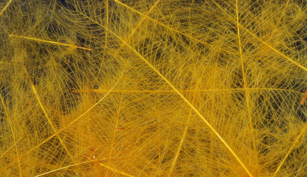 Hareline golden yellow Cul de Canard CDC feathers with delicate downy barbs, soft translucent fibers for fly tying