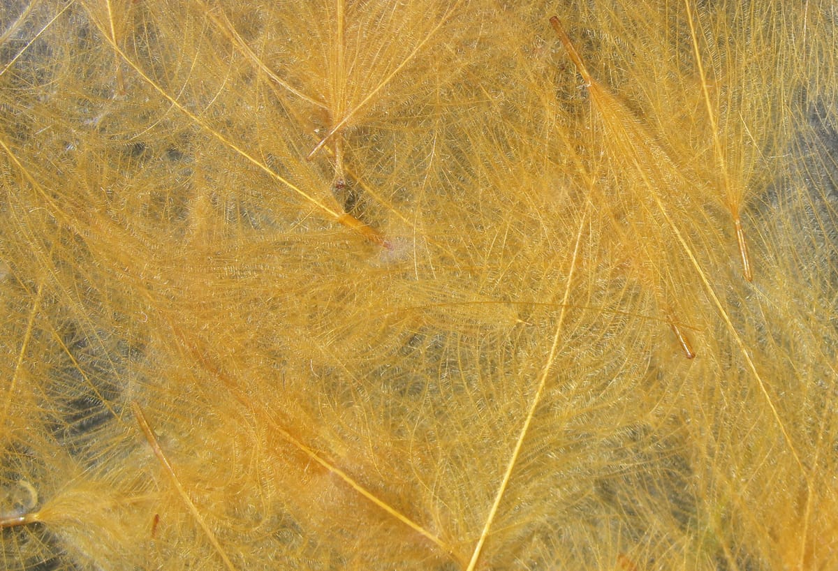 Hareline Cul De Canard CDC feathers, golden-yellow wispy downy fibers for fly tying, delicate soft barbs and quills.