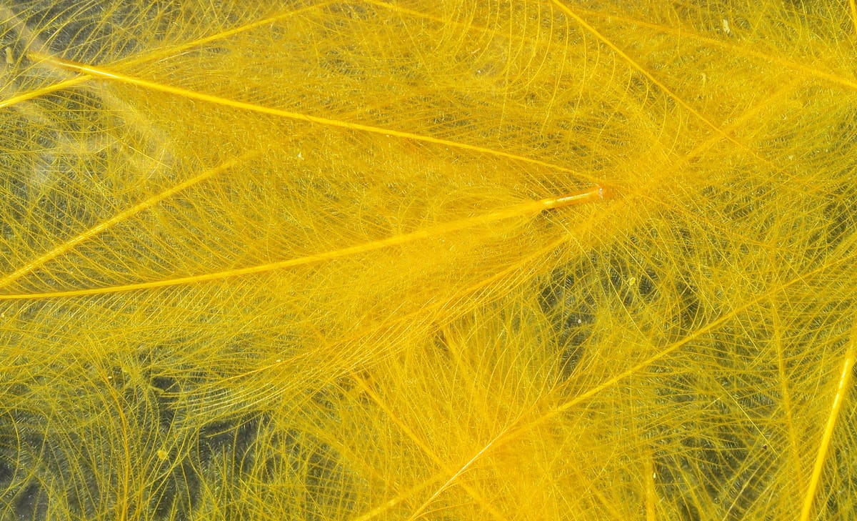 Bright yellow Hareline CDC feathers with soft fluffy barbs and thin quills for fly tying