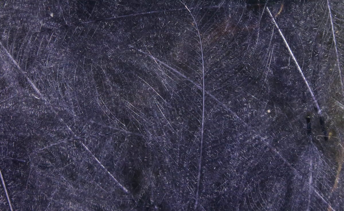 Hareline Cul de Canard CDC feathers, dark purple-black wispy downy fibers with thin quills for fly tying