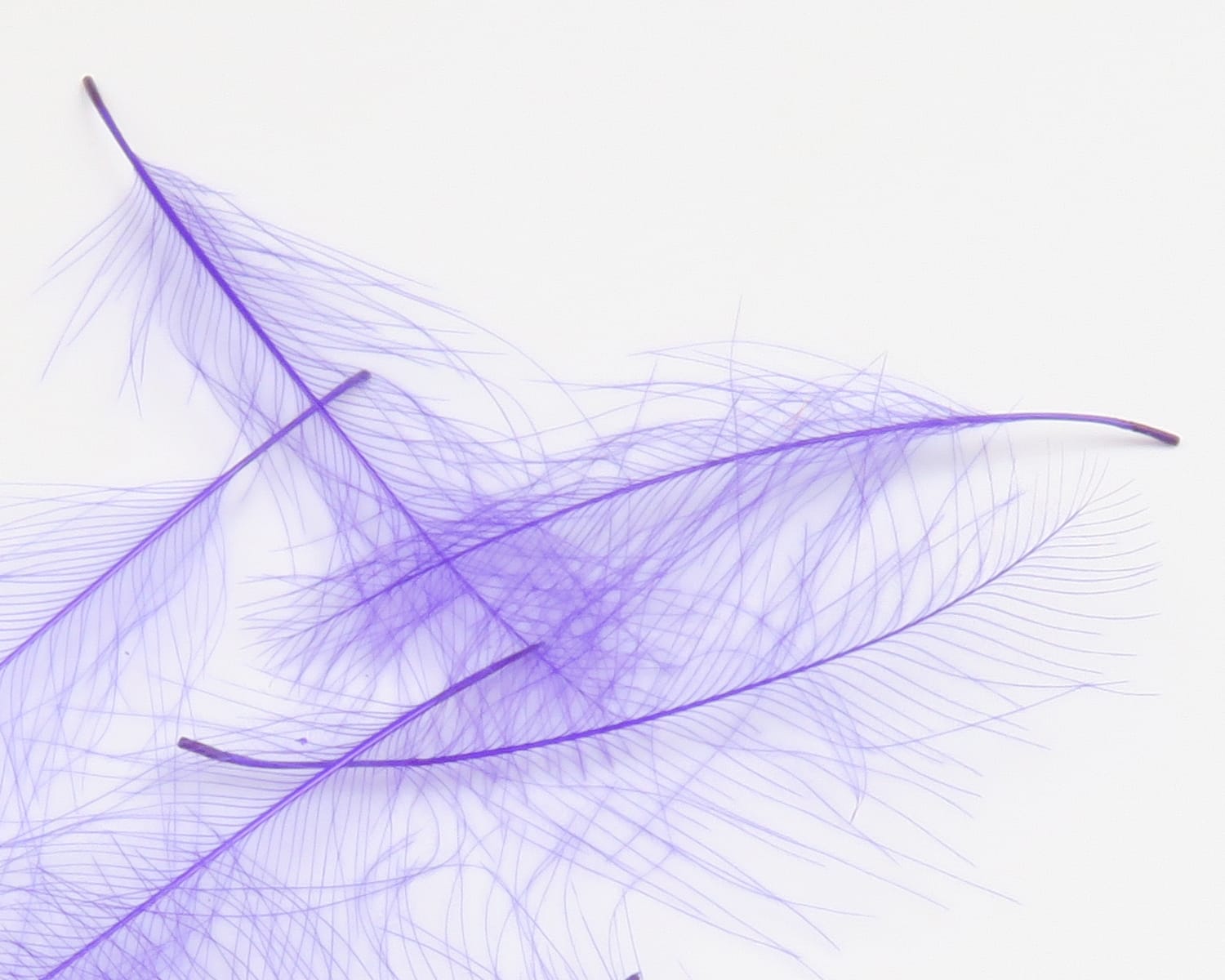 Purple Hareline Cul de Canard CDC feathers with wispy barbs and thin stems for fly tying