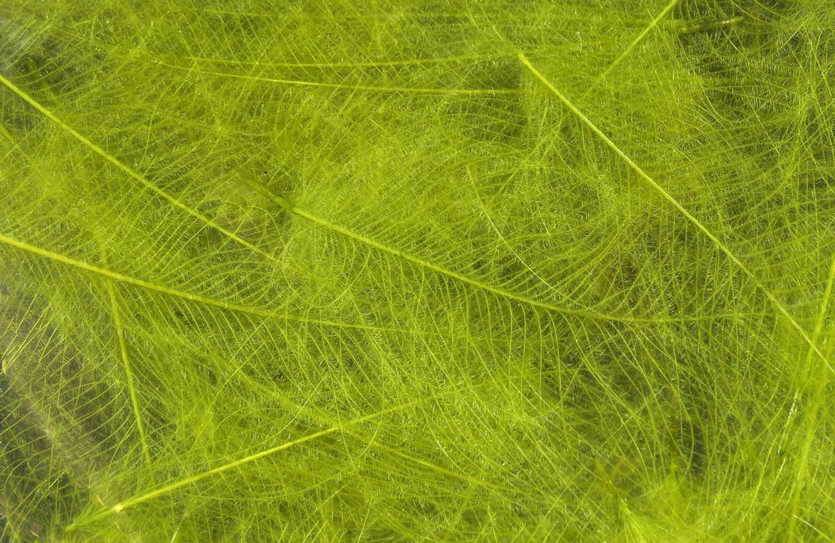 Chartreuse Hareline CDC feathers with wispy downy barbs and thin quills, ideal for fly tying