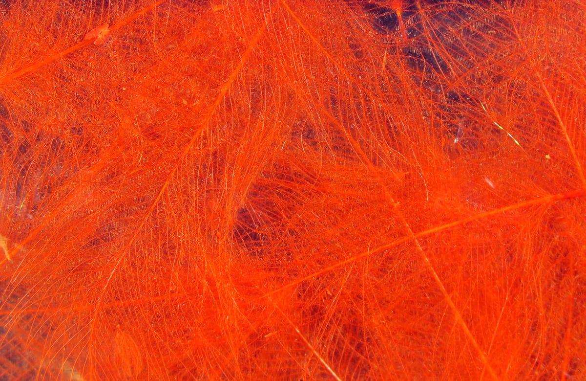 Bright orange Hareline Cul de Canard CDC feathers with soft wispy downy barbs and fine filaments for fly tying