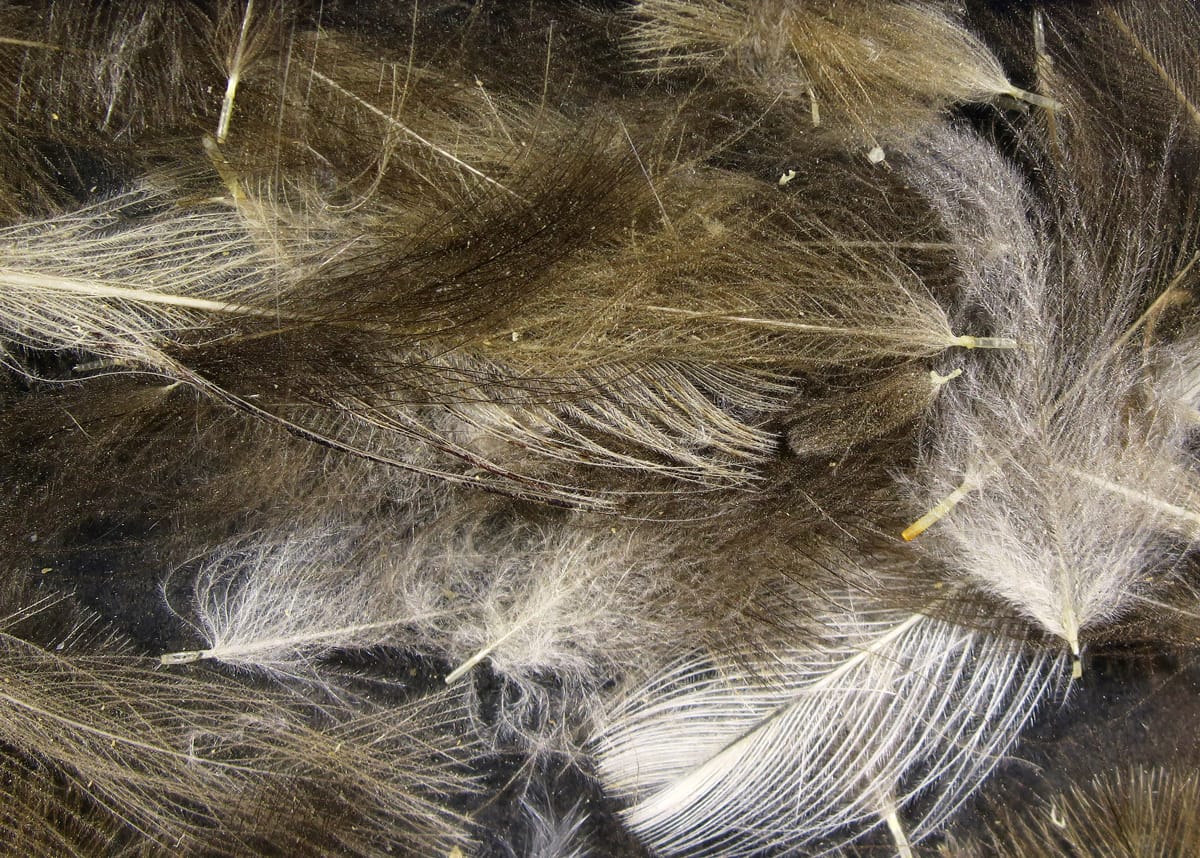 Soft brown and gray Cul de Canard (CDC) feathers with pale quills and wispy barbs for fly tying