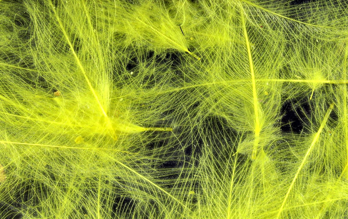 Chartreuse Cul de Canard CDC feathers with soft wispy downy barbs, bright neon yellow-green clusters for fly tying