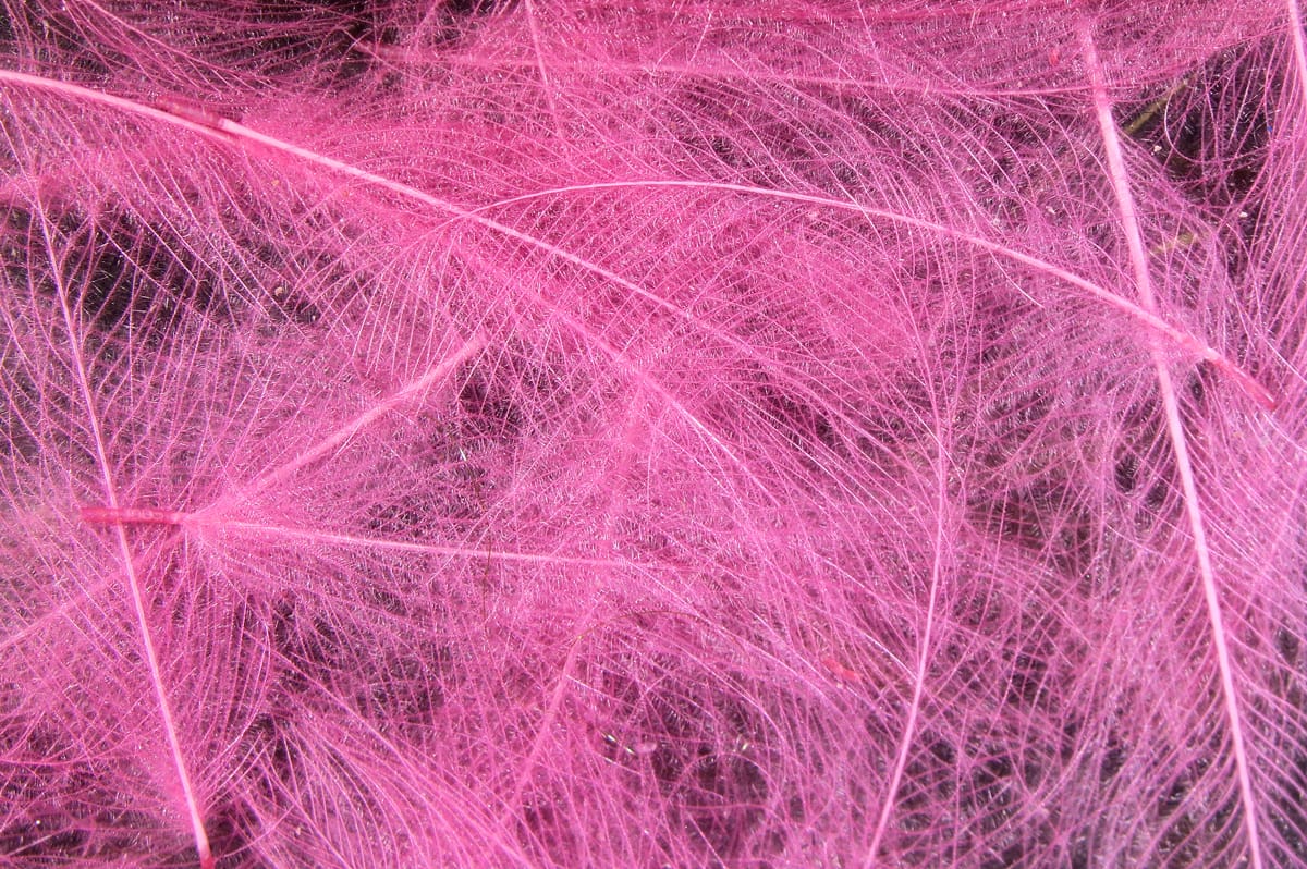 Pink Hareline Cul de Canard CDC feathers with wispy downy barbs and thin stems, ideal for fly tying