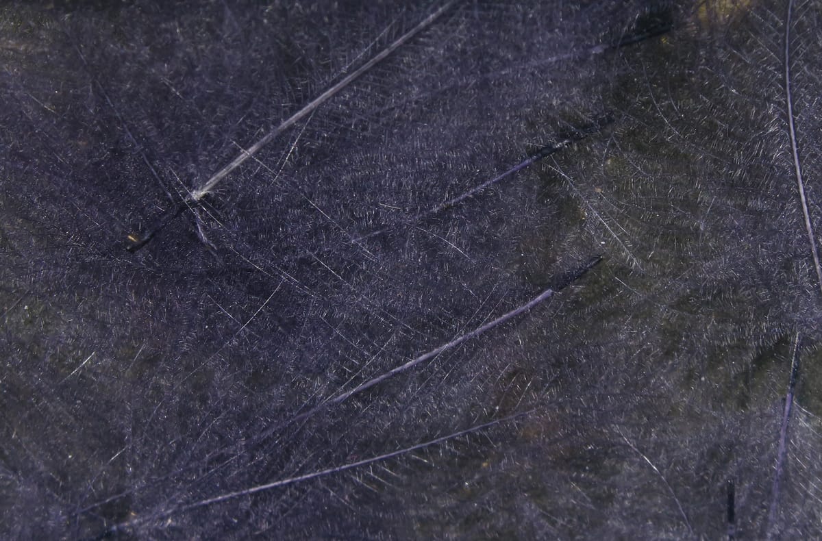 Dark slate-purple Cul de Canard CDC feathers with fine fluffy barbs and thin quills for fly tying