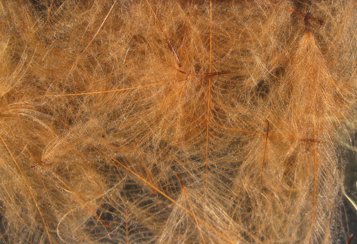 Golden-brown Cul de Canard CDC feathers with fine downy barbs and translucent quills for fly tying