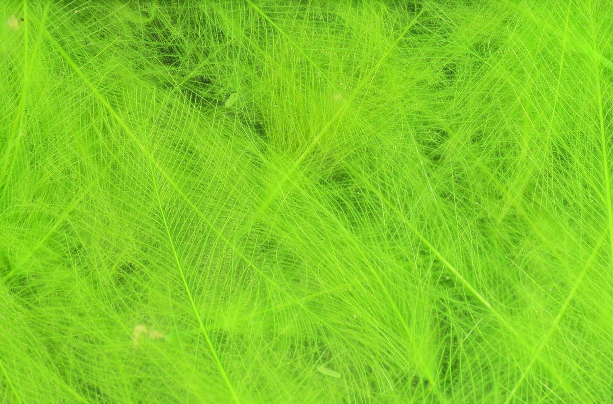 Bright chartreuse Hareline CDC feathers, soft downy cul de canard plumes with fine filaments for fly tying