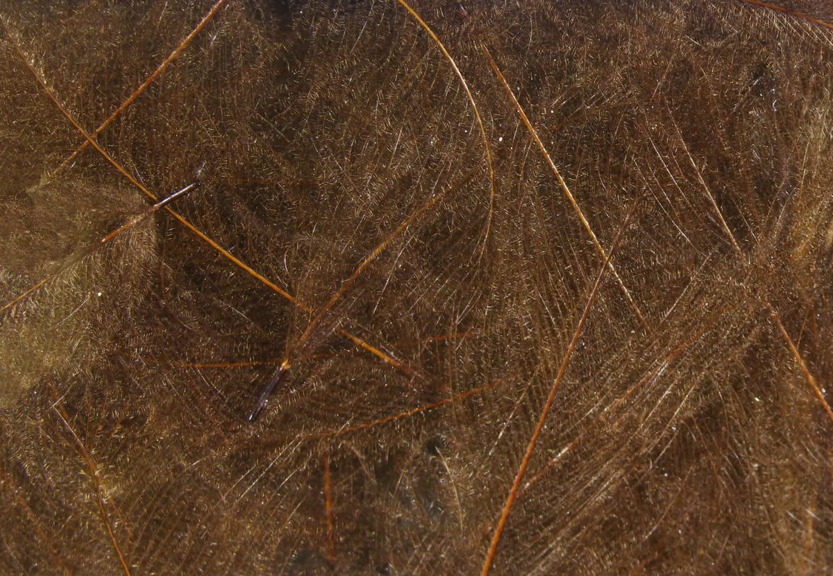 Hareline brown CDC feathers close-up with wispy translucent barbs and thin orange-brown quills, ideal for fly tying