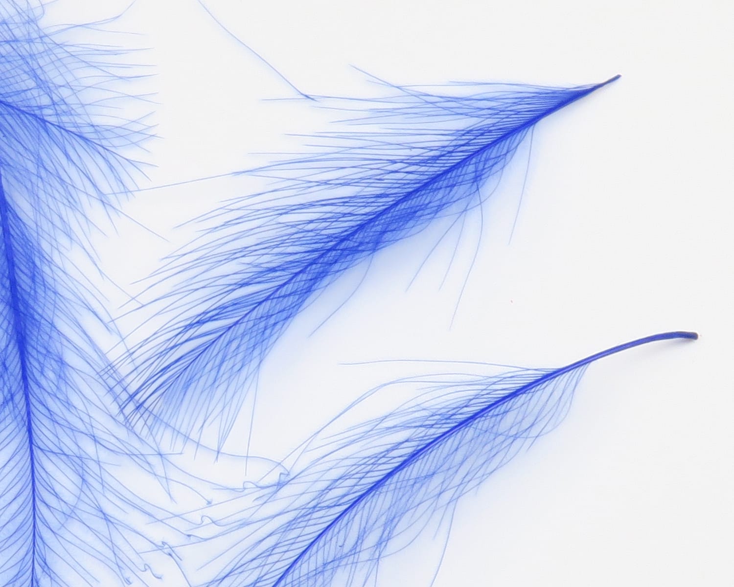 Bright blue CDC feathers with delicate wispy barbs and fine quill for fly tying