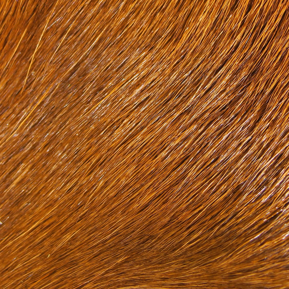 Hareline dyed deer belly hair, copper orange glossy natural hairs, fine soft fibers for fly tying