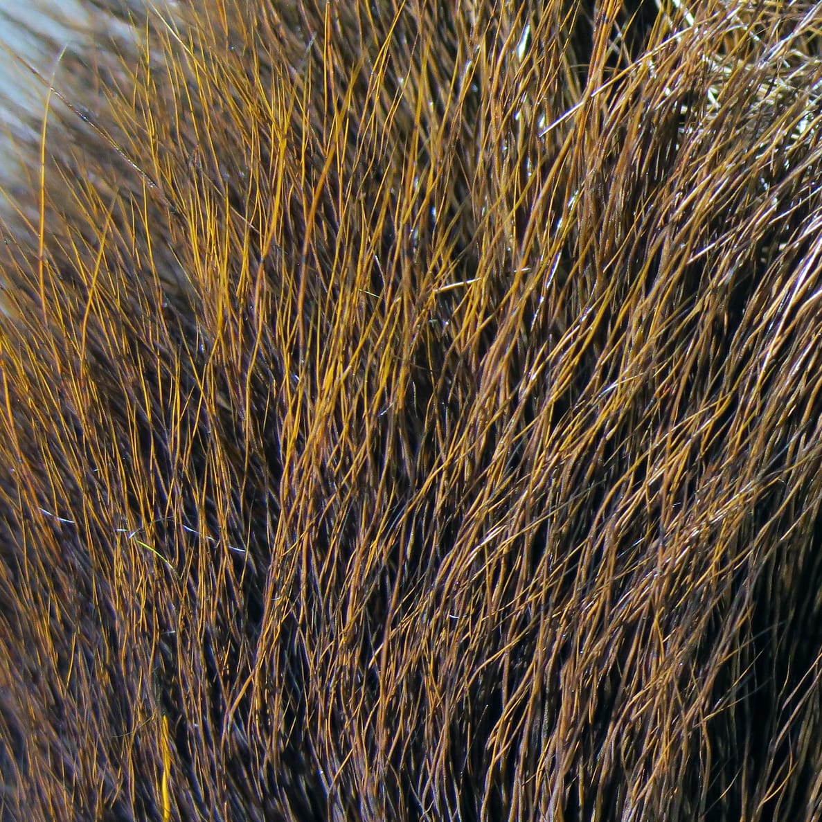 Dyed golden-brown deer belly hair with fine glossy long fibers and dark underfur, ideal for fly tying