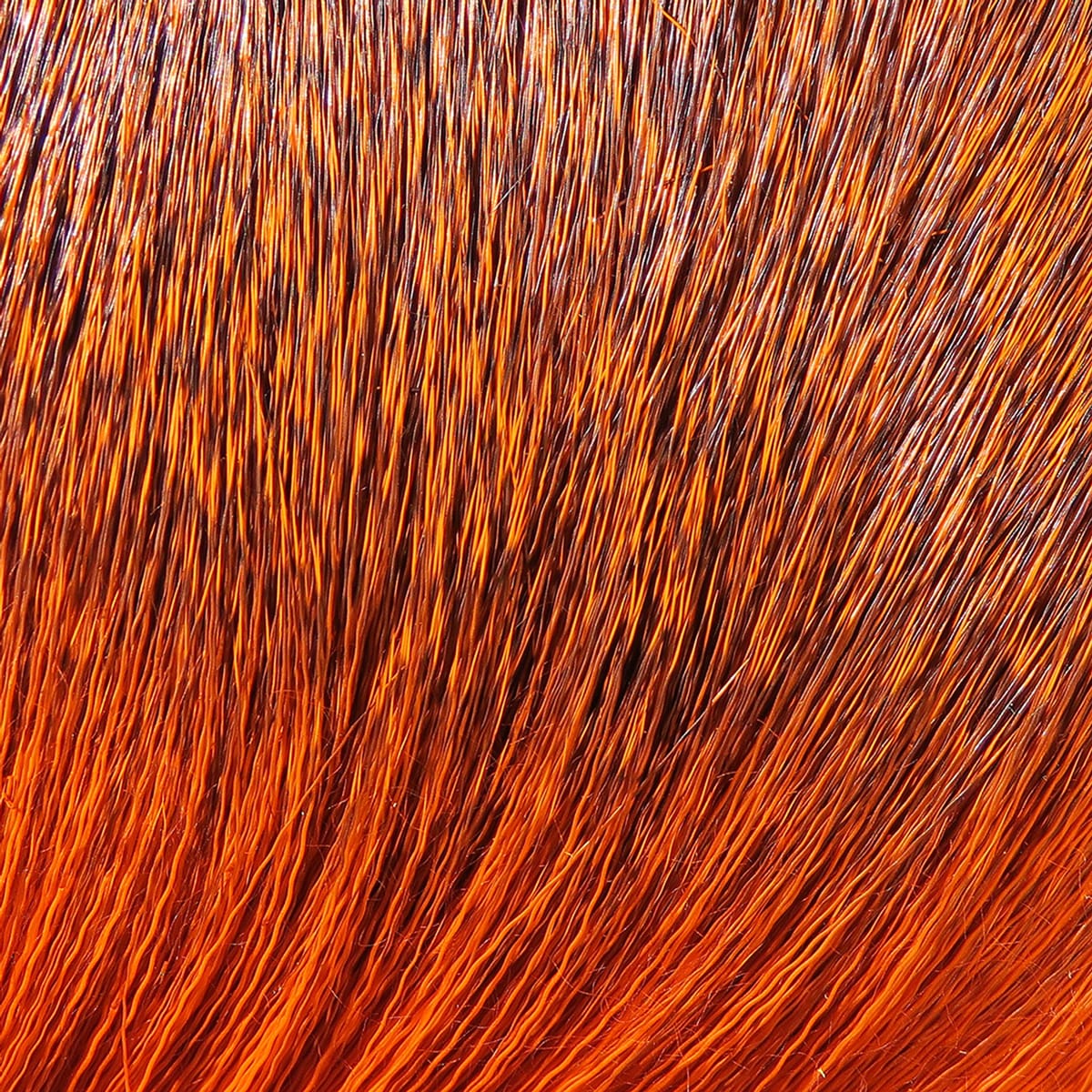 Hareline dyed deer body hair in vibrant orange and copper tones, fine long natural hairs for fly tying