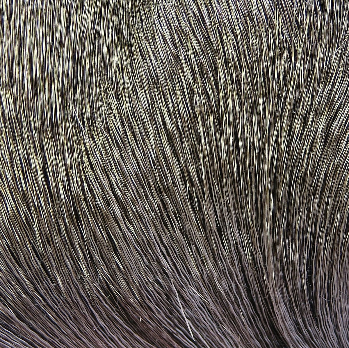 Hareline dyed deer body hair in olive-brown with tan highlights, dense natural hair for fly tying