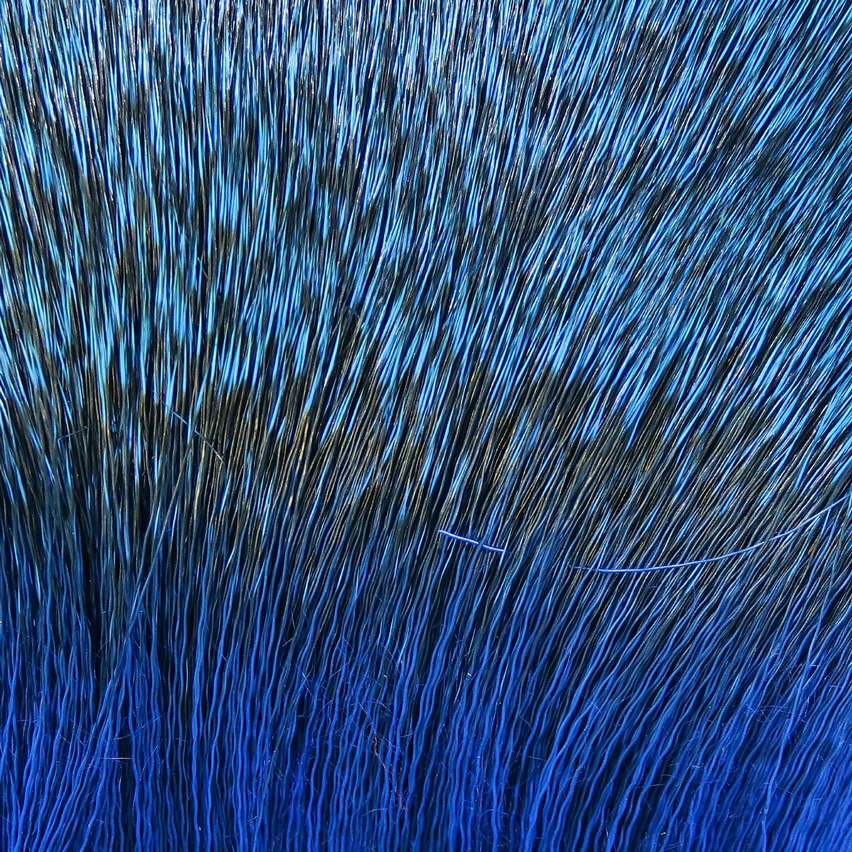 Dyed deer body hair in iridescent deep blue with black undertones, long glossy fibers for fly tying