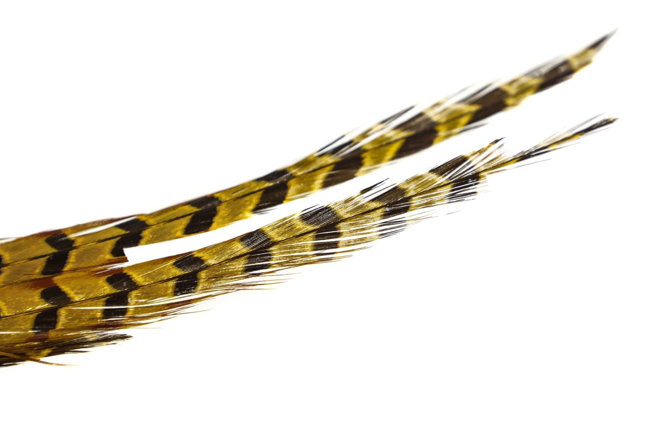 Hareline Dyed Ringneck Pheasant Tail Clump