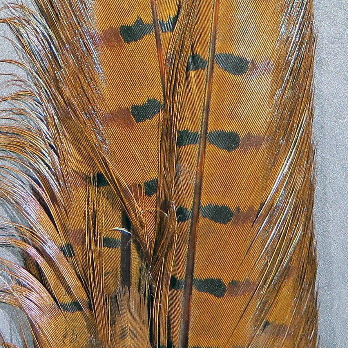 Dyed ringneck pheasant tail clump with glossy brown-orange feathers and bold black bars, ideal for fly tying