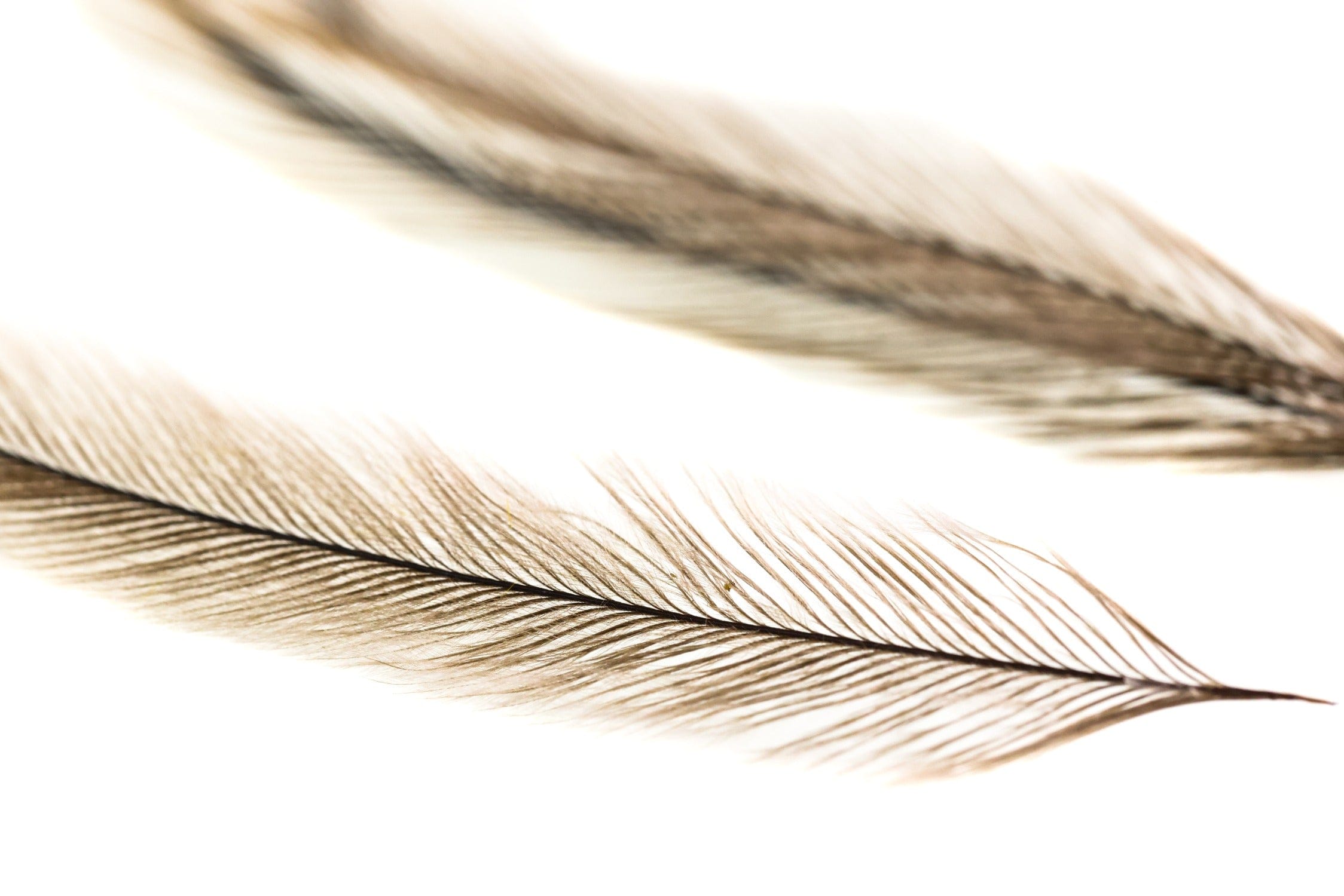 Hareline Emu Feathers