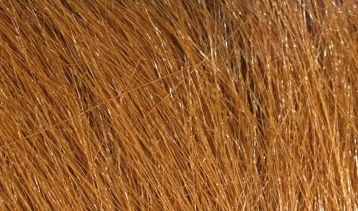 Copper-brown Hareline Extra Select craft fur, close-up of fine glossy strands for fly tying