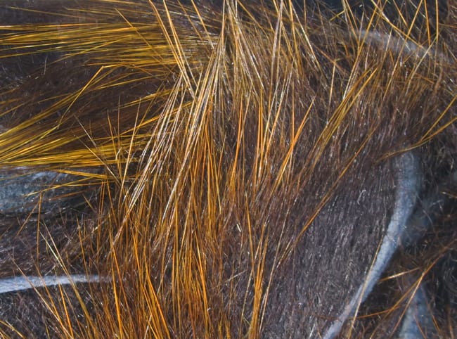 Hareline Frostip rabbit fur strips with dark brown underfur and golden amber long tips, glossy fibers for fly tying.