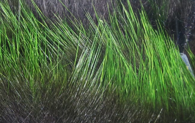 Hareline Frostip rabbit fur strips with bright chartreuse green tips on dark brown glossy hairs for fly tying